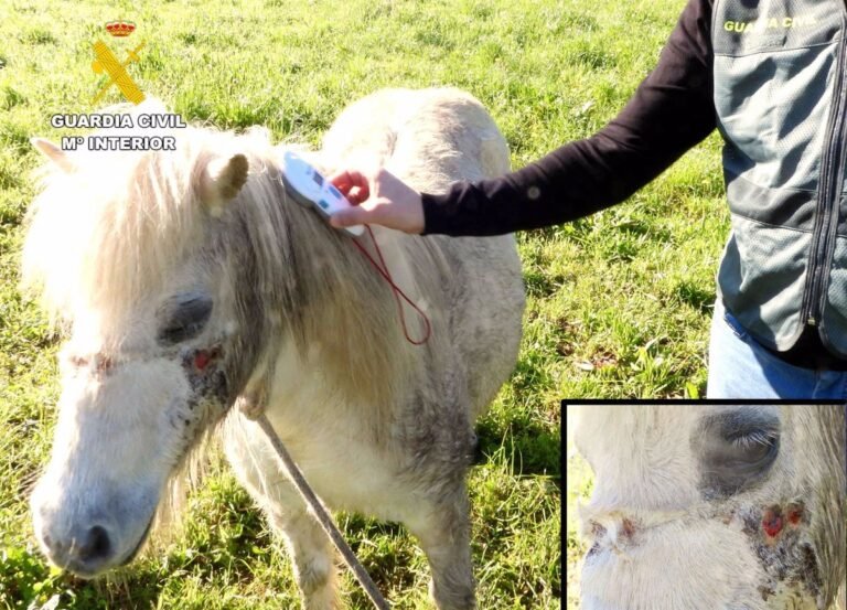 Investigada por arrastrar a dos cachorros de perro durante 8 km, que fallecieron