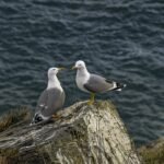 Campaña de Control poblacional de Gaviota Patiamarilla 2026